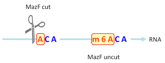 MazF 酶切割未甲基化的（ACA）序列而不切割甲基化的（m6ACA）序列